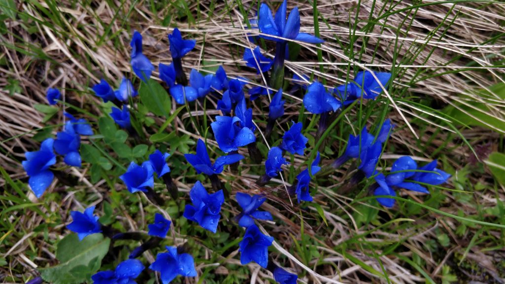 ცხენდაცხენ შემოიარეთ თუშეთის სოფლები