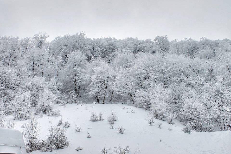 ჯიპ-ტური თოვლიან საბადურის ტყეში! 20 თებერვალს,შაბათს