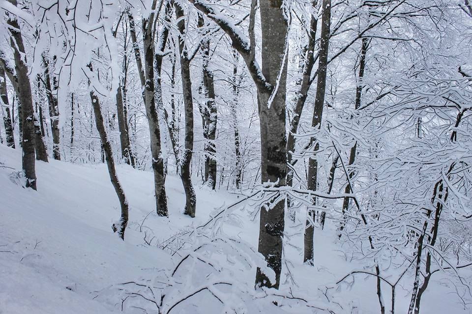ჯიპ-ტური თოვლიან საბადურის ტყეში! 20 თებერვალს,შაბათს
