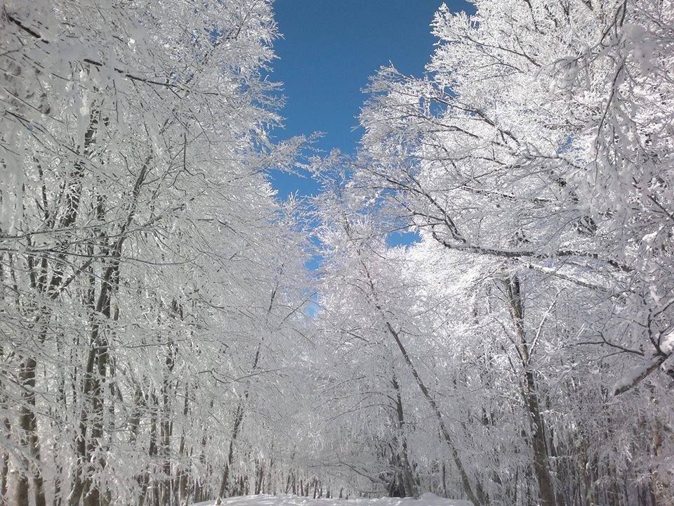 ჯიპ-ტური თოვლიან საბადურის ტყეში! 30 იანვარს,შაბათს