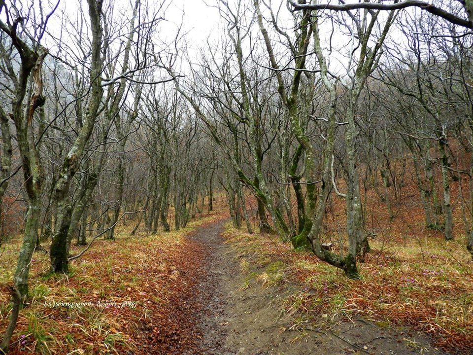არმაზი, კარსანი, ბაგინეთი, ოლღას მონასტერი