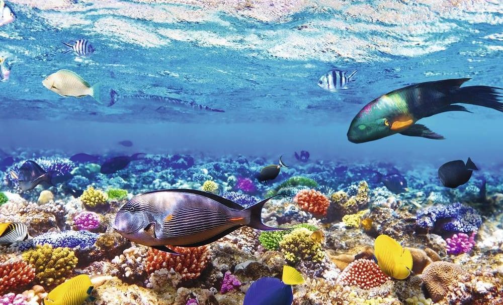 მზე , ზღვა , შოპინგი, ეგვიპტე