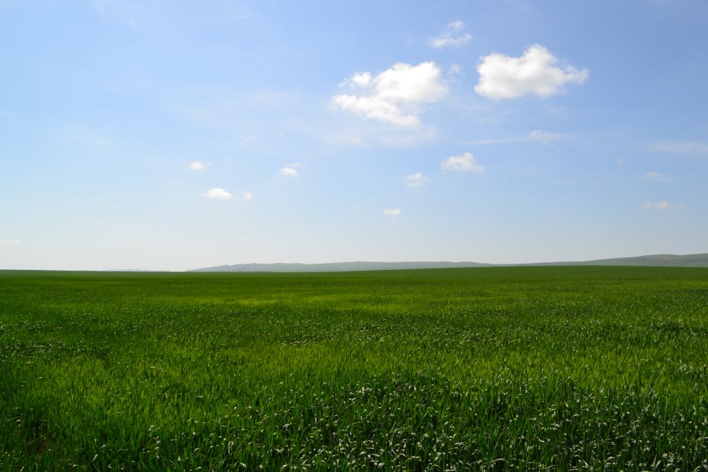 ვაშლოვანი - მიჯნისყურე / დღიანი ჯიპ ტური