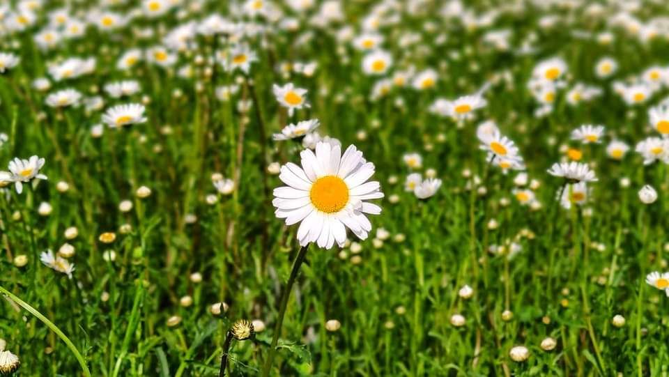 ???? Ромашковое поле,