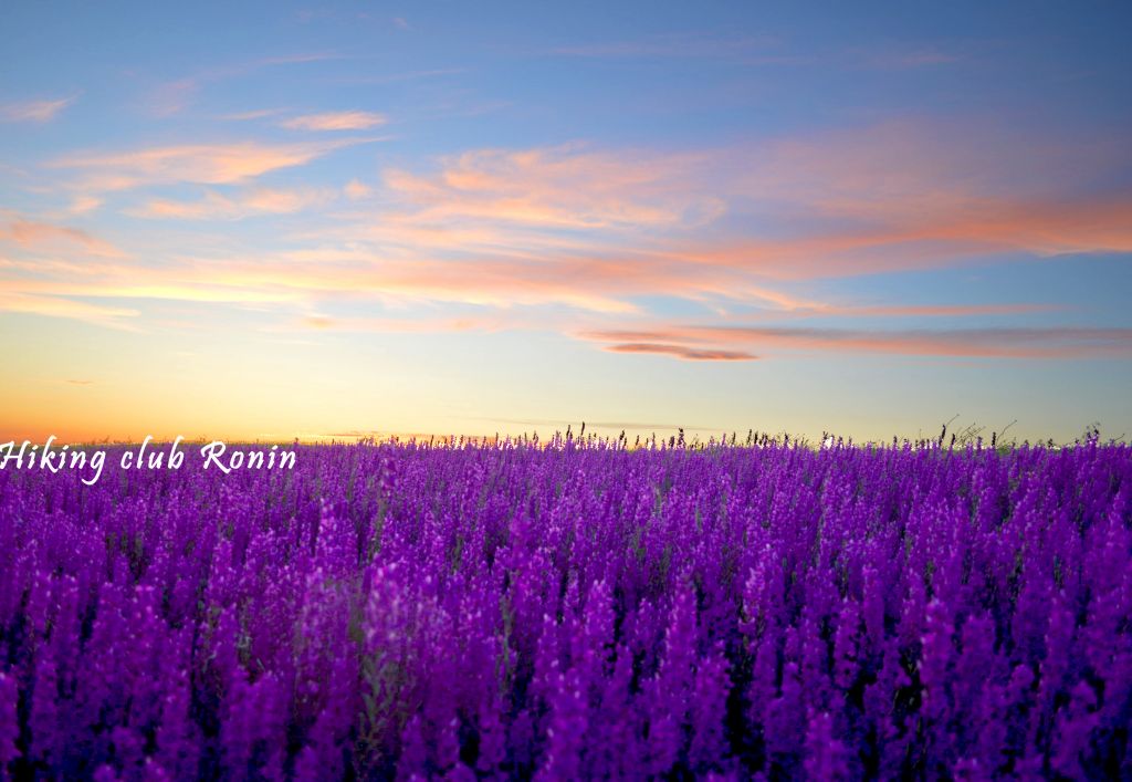 ტური სოსანების მდელოზე