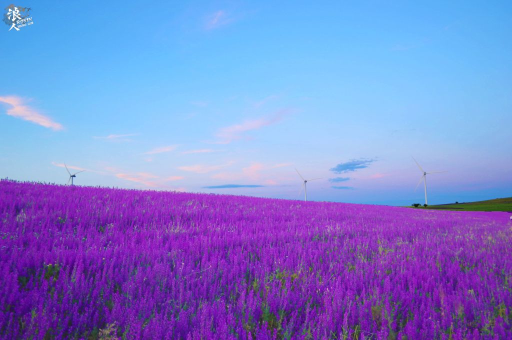 ტური სოსანების მდელოზე