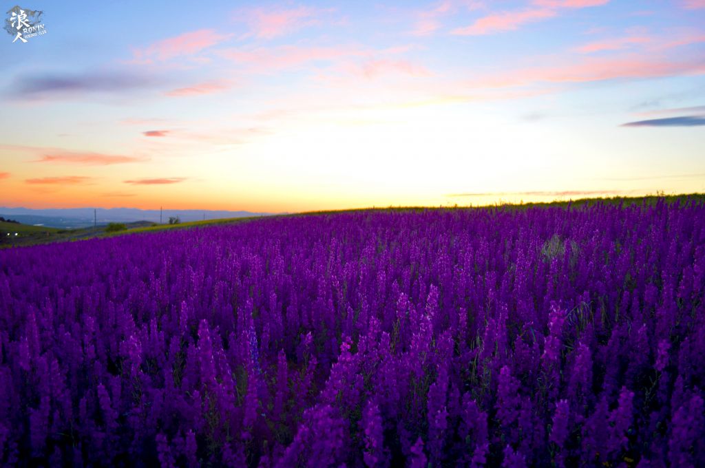 ტური სოსანების მდელოზე