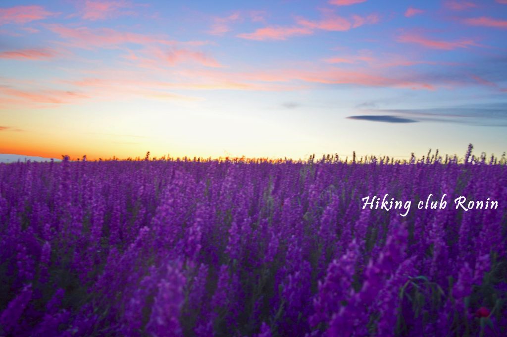 ტური სოსანების მდელოზე