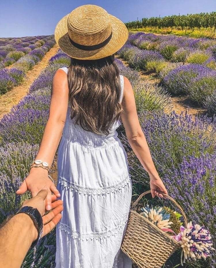 ლავანდების პლანტაცია კახეთში + ზიპლაინი!  ივნისს, კვირას