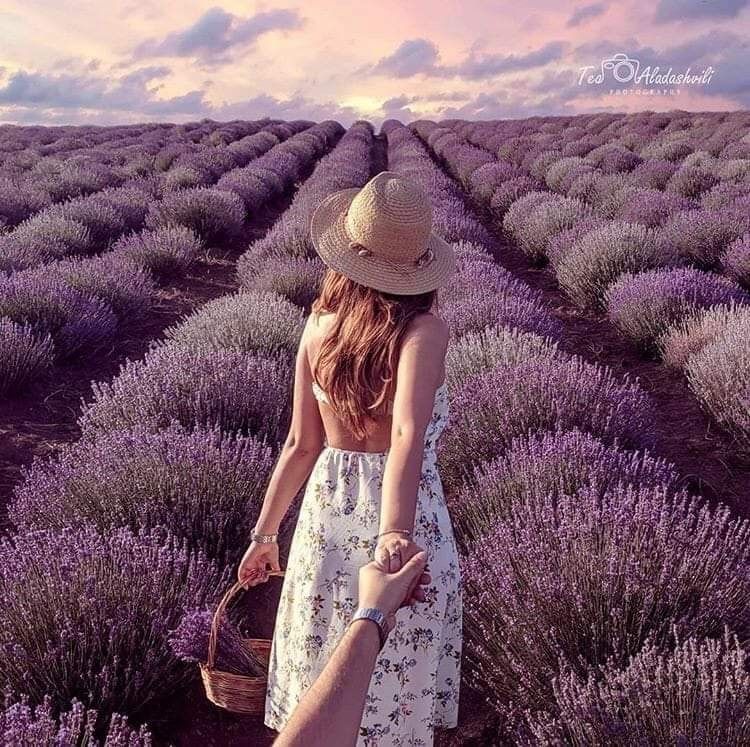 ლავანდების პლანტაცია კახეთში + ზიპლაინი!  ივნისს, კვირას