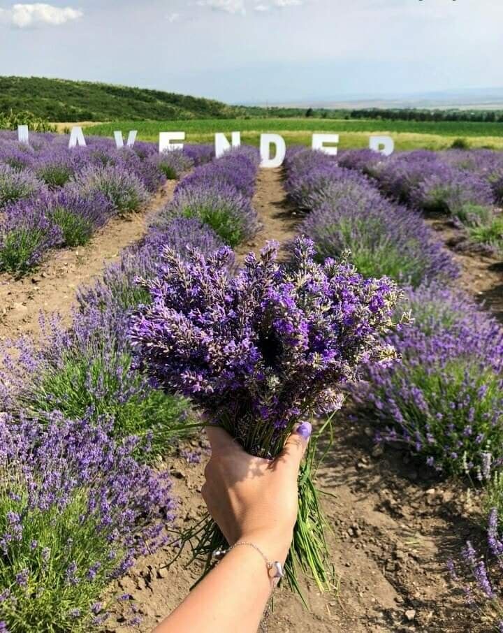 ლავანდების პლანტაცია კახეთში + ზიპლაინი! ივნისს, კვირას