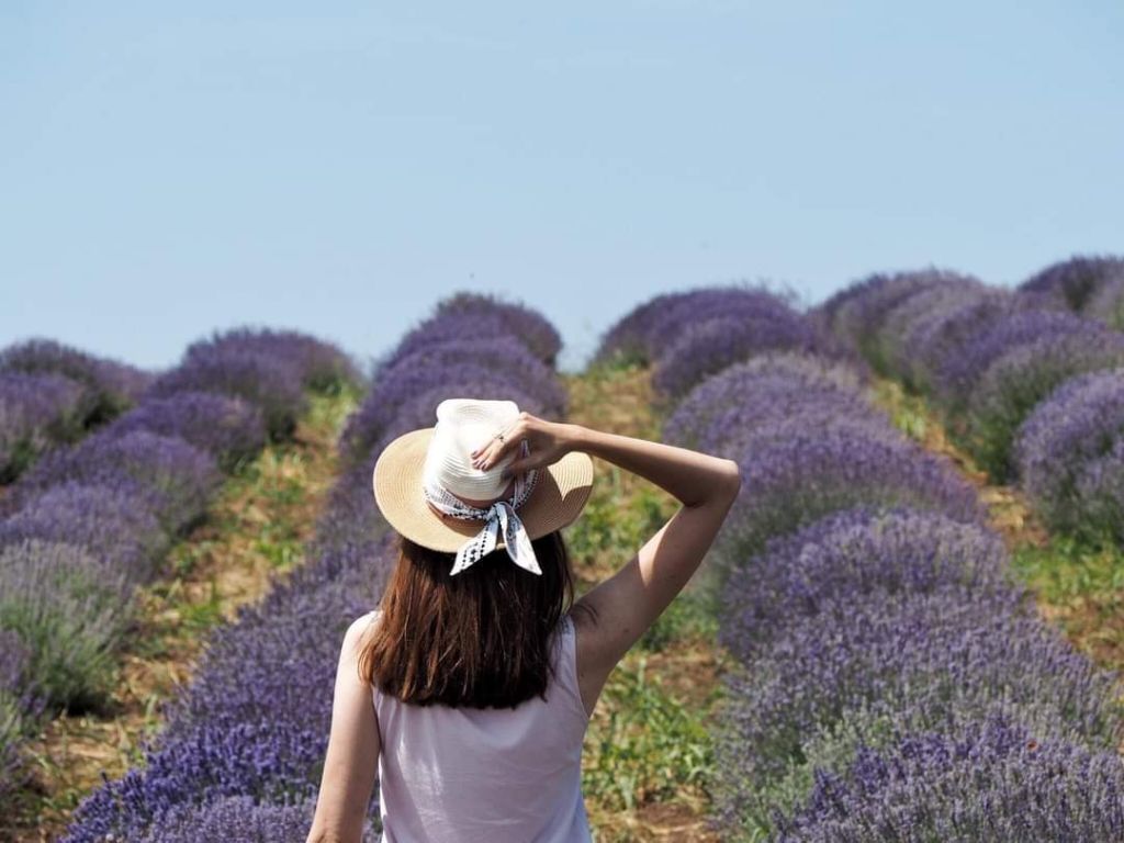 ლავანდების პლანტაცია კახეთში + ზიპლაინი! ივნისს, კვირას