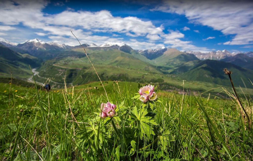 ლომისობა -  ივნისი