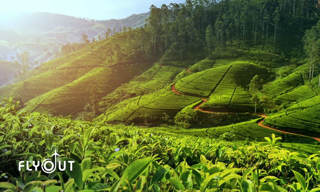 შრი ლანკა