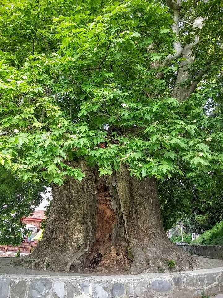 წინანდალი, ერეკლეს სასახლე, მეღვინეობა - შუმი, შუამთა