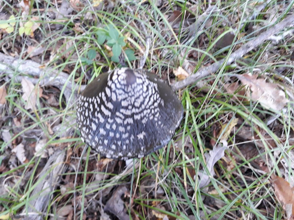 ლაშქრობა ვერეს ხეობაში: ბეთანია - შემოდგომის ზღაპარი