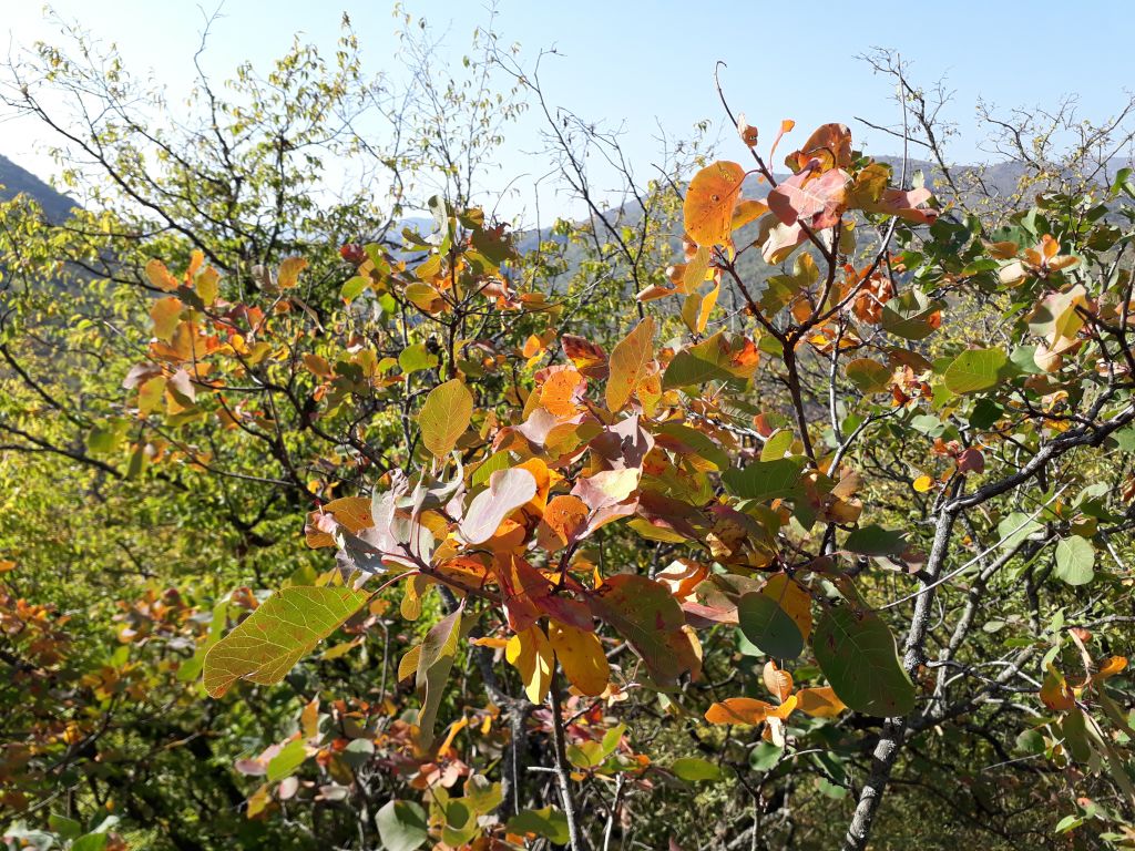 ლაშქრობა ვერეს ხეობაში: ბეთანია - შემოდგომის ზღაპარი