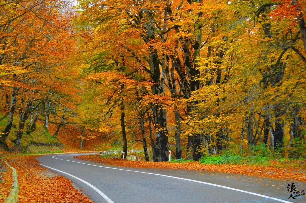 მოირონინე შემოდგომისფერი საბადურის ტყე