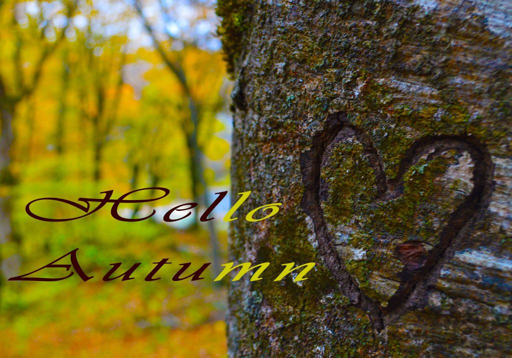 მოირონინე შემოდგომისფერი საბადურის ტყე