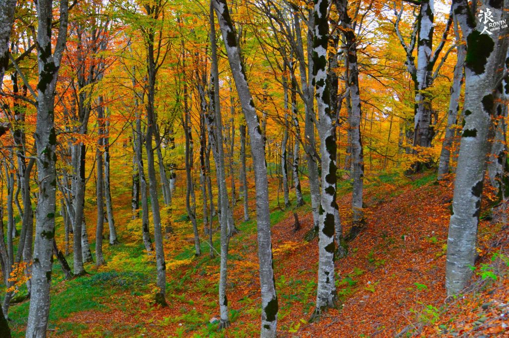 მოირონინე შემოდგომისფერი საბადურის ტყე