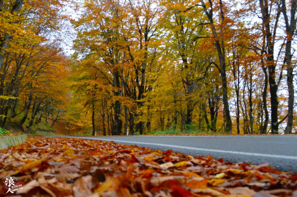 მოირონინე შემოდგომისფერი საბადურის ტყე