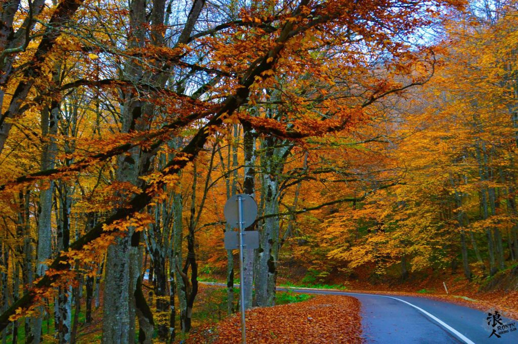 მოირონინე შემოდგომისფერი საბადურის ტყე