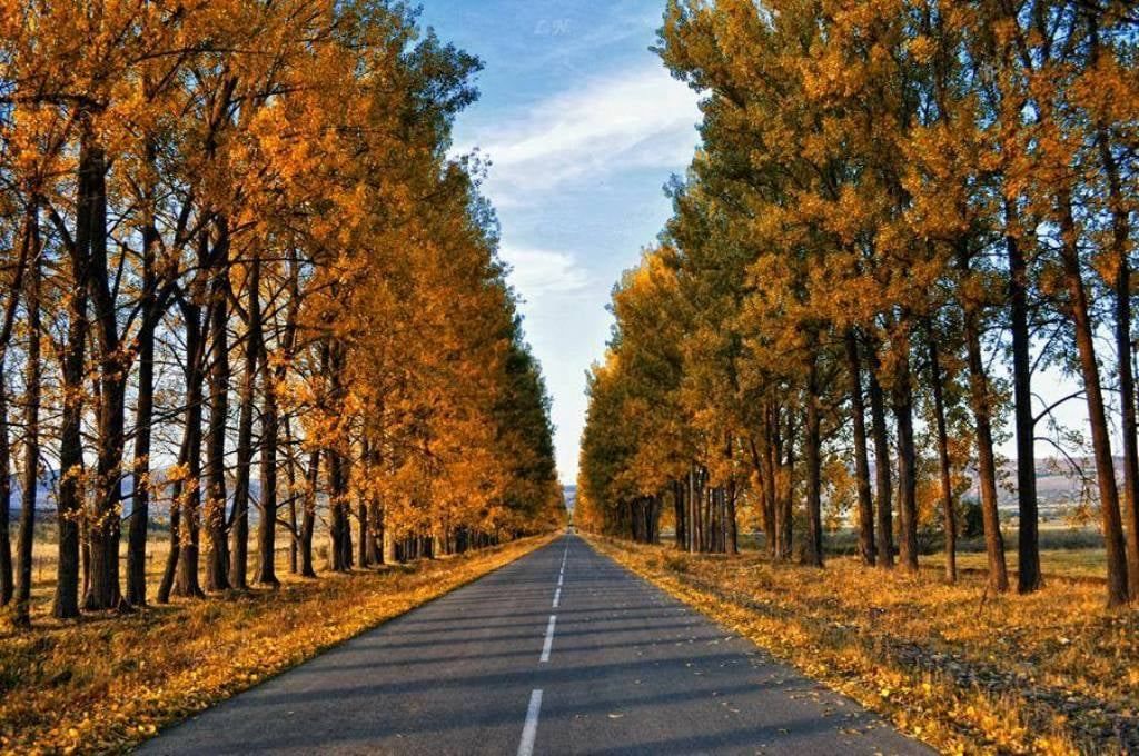 საბადურის ალმურ-ტური ლ ! + სიონი/ნადოკრა/მამკოდა/დათვების თავშესაფარი/ცხვარიჭამია/საყდრიონი