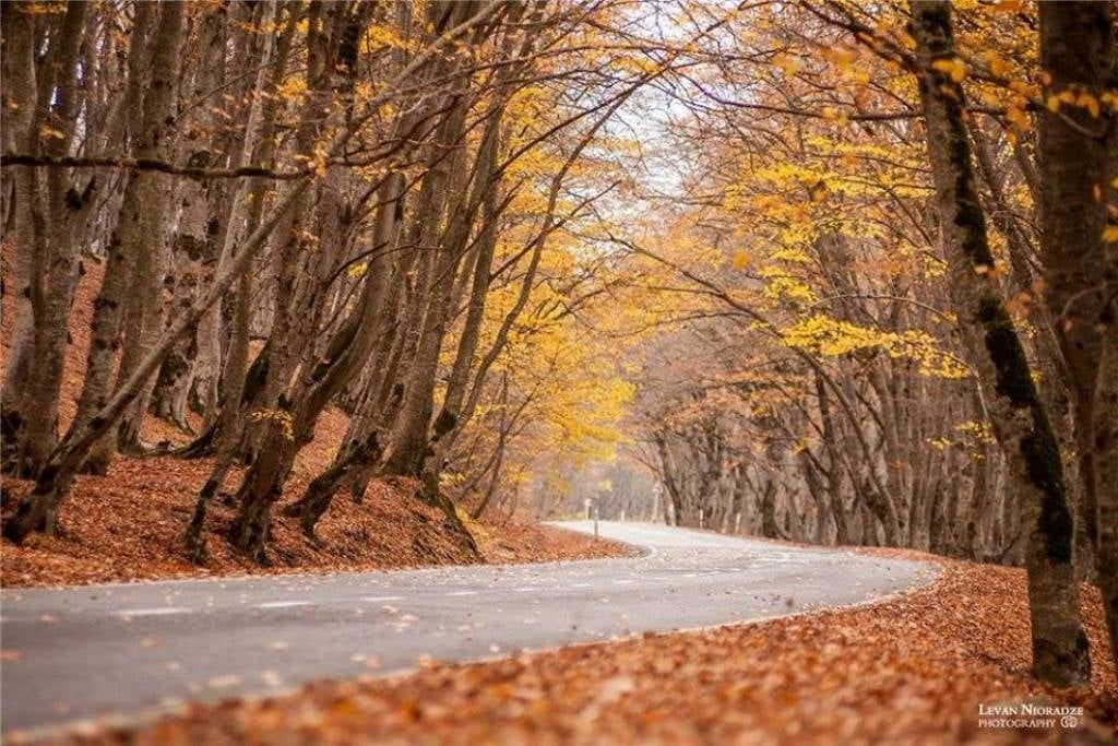 საბადურის ალმურ-ტური  ლ ! + სიონი/ნადოკრა/მამკოდა/დათვების თავშესაფარი/ცხვარიჭამია/საყდრიონი