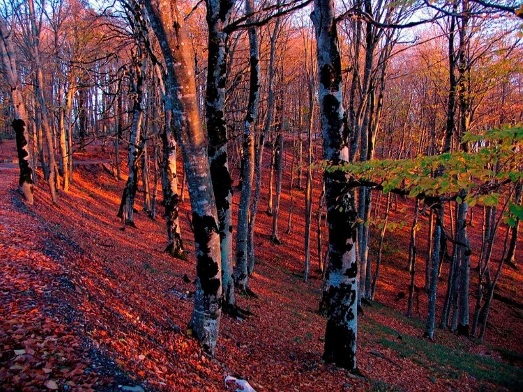საბადურის ალმურ-ტური ლ ! + სიონი/ნადოკრა/მამკოდა/დათვების თავშესაფარი/ცხვარიჭამია/საყდრიონი