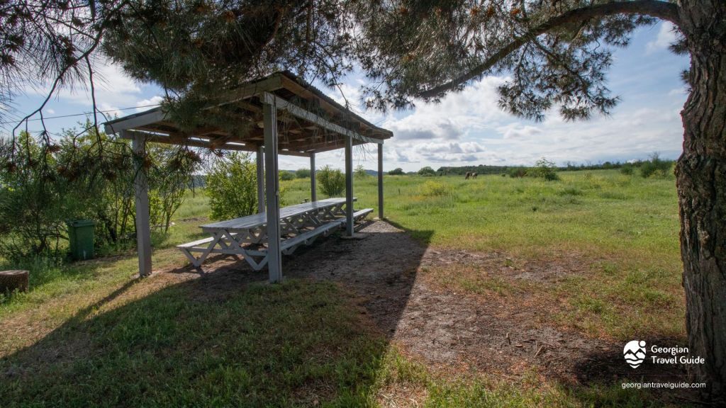 ვაშლოვანი: პანტიშარა, დათვისხევი, მოლუსკები, ალესილები და ა.შ.