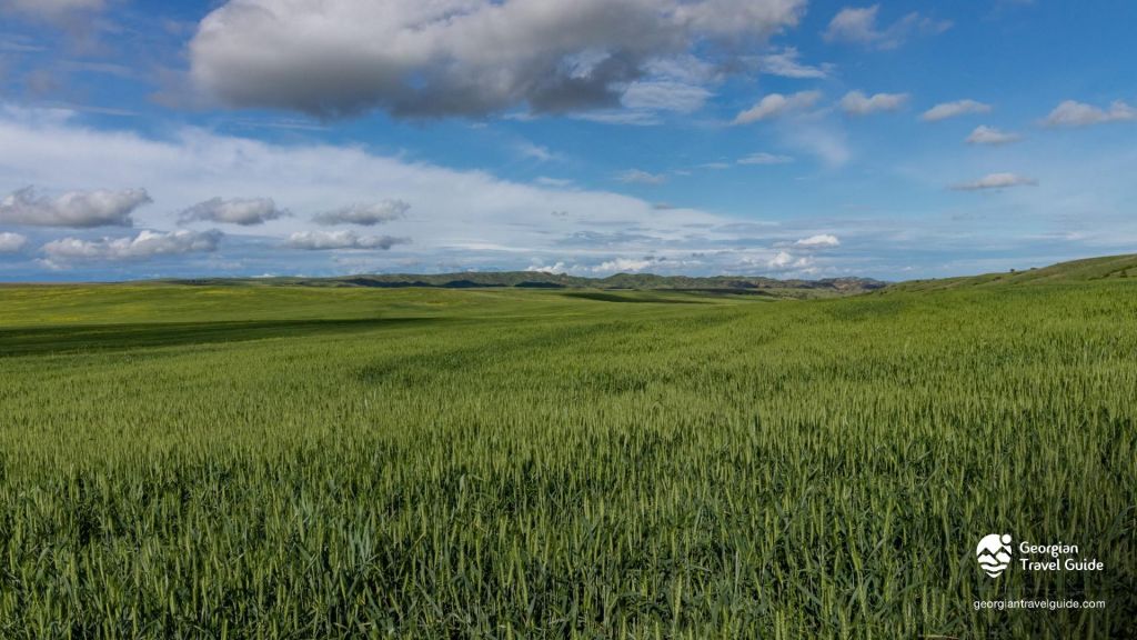 ვაშლოვანი: პანტიშარა, დათვისხევი, მოლუსკები, ალესილები და ა.შ.