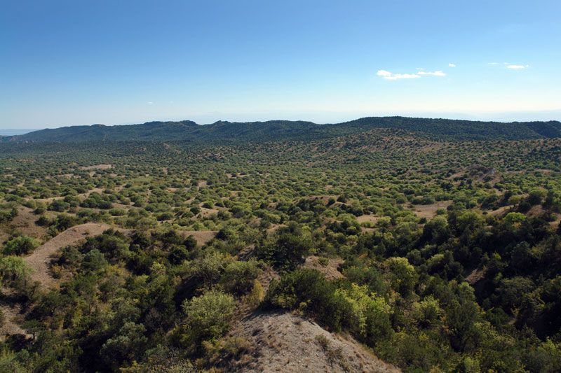 ვაშლოვანი: პანტიშარა, დათვისხევი, მოლუსკები, ალესილები და ა.შ.