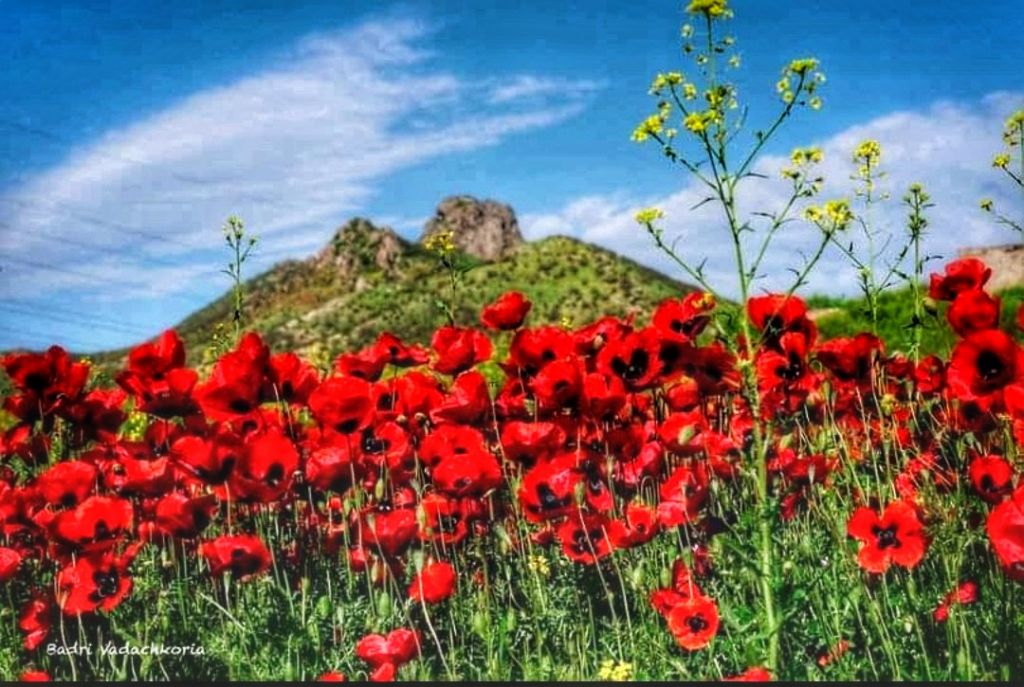 ყაყაჩოების მდელო! ერთდღიანი ტური