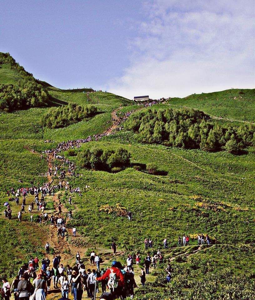 ლომისობა