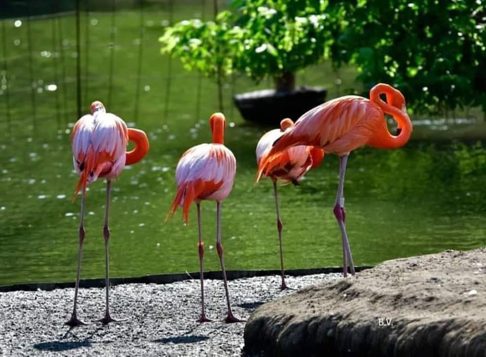 აჭარის დღიანი ტური