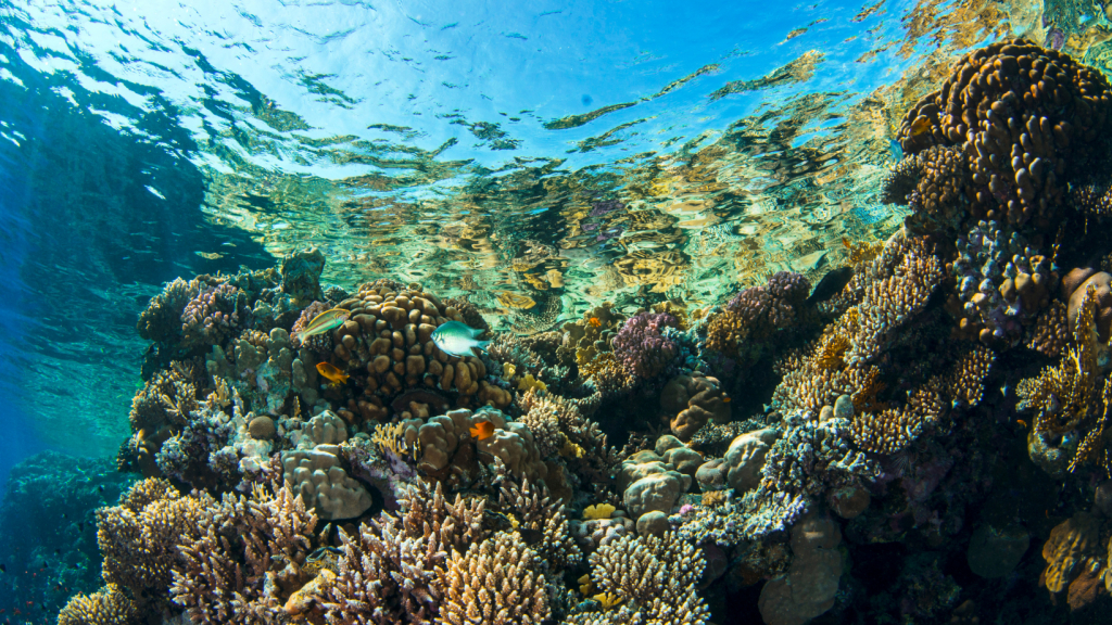 ახალი წელი შარმ ელ შეიხში