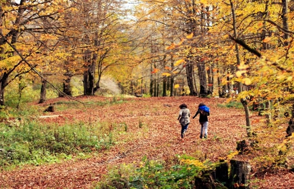 საბადურის ტყის დღიანი ტური
