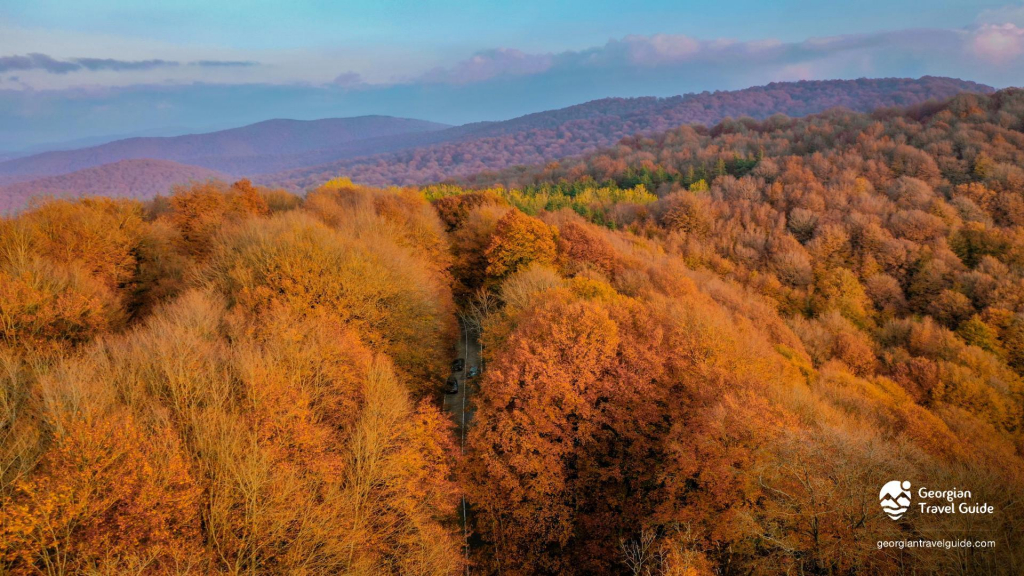 საბადურის ტყის დღიანი ტური