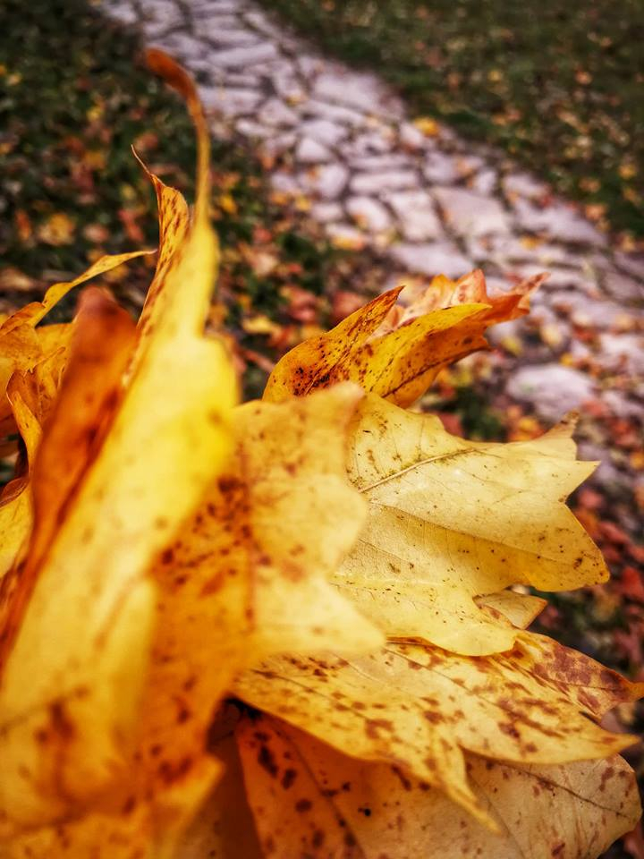 რაჭის ტური : დღე ფერად სმაყაროში