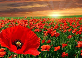 წერაქვი, მარაბდა, თამარისის ყაყაჩოები, ერთდღიანი ტური