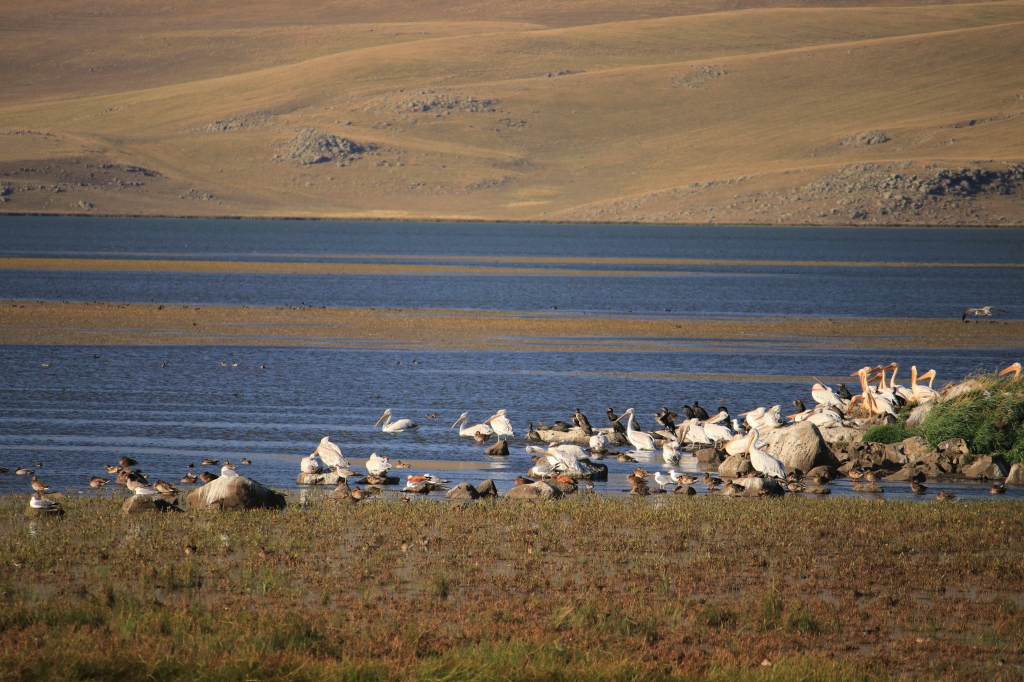 ჯავახეთის ტბები : ფარავანი, საღამო, მადათაფა