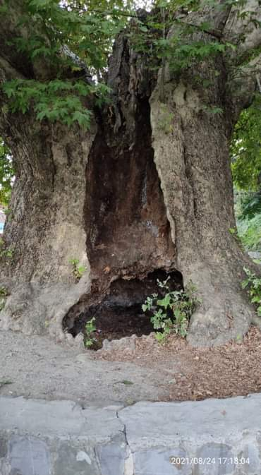 კახეთი : დაესწრებით რთველს, თავად დაკრეფავთ და დაწურავთ
