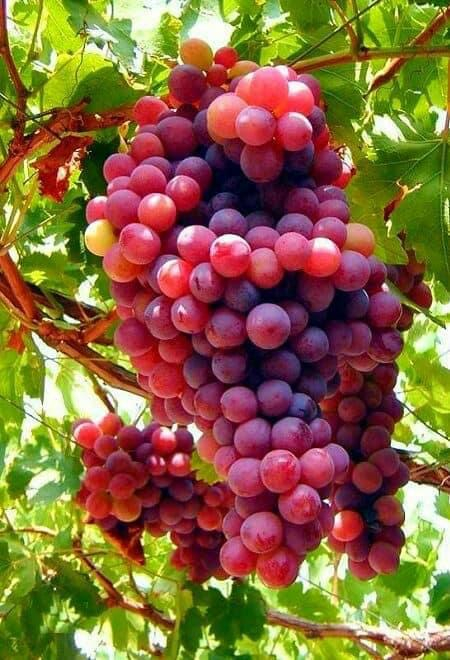 კახეთი : დაესწრებით რთველს, თავად დაკრეფავთ და დაწურავთ