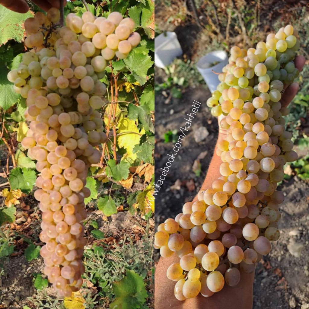 კახეთი : დაესწრებით რთველს, თავად დაკრეფავთ და დაწურავთ