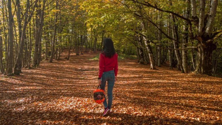 კვეტერას ციხე-ქალაქი,საბადურის ტყე და სიონი