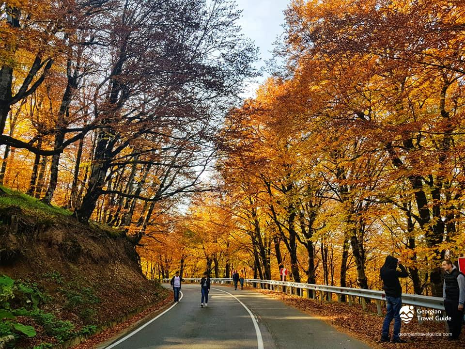 კვეტერას ციხე-ქალაქი,საბადურის ტყე და სიონი