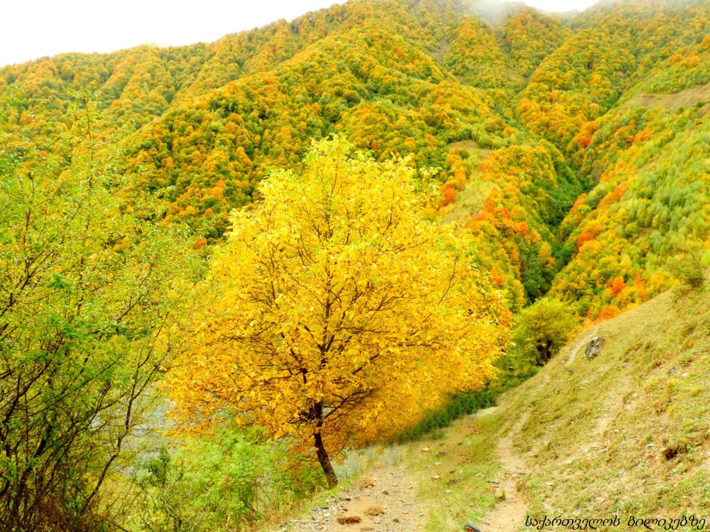 გუდამაყარი