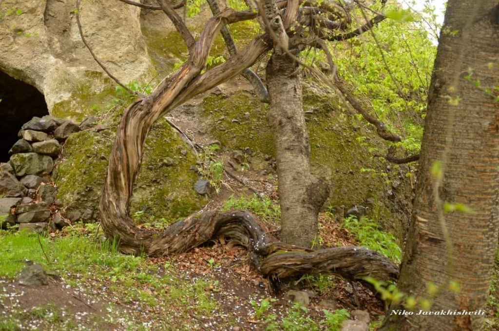 ვარძია, ჭაჭარი, სარო