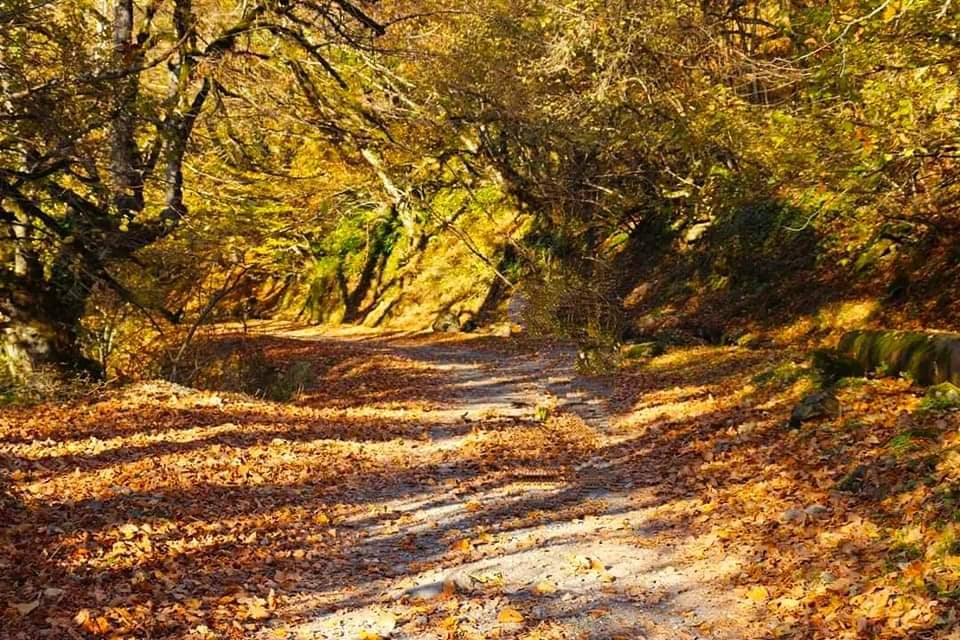 ლაფანყური