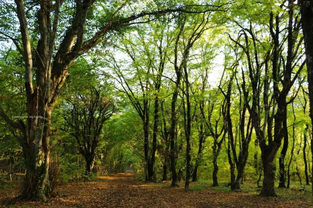 ლაფანყური